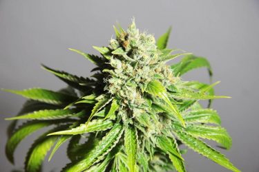 Tips para elegir un buen kit de cultivo de cannabis